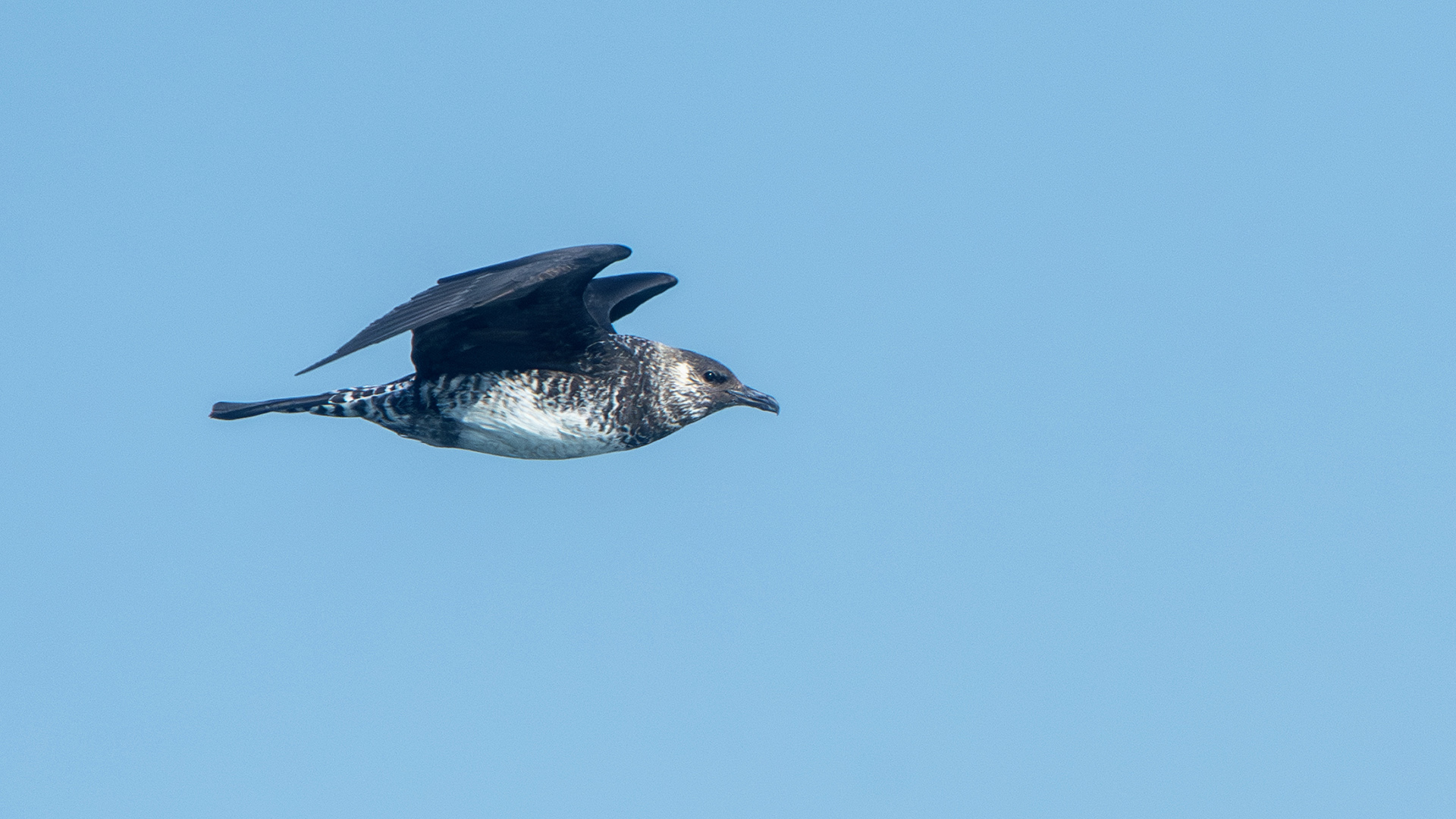 Pomarine Jaeger